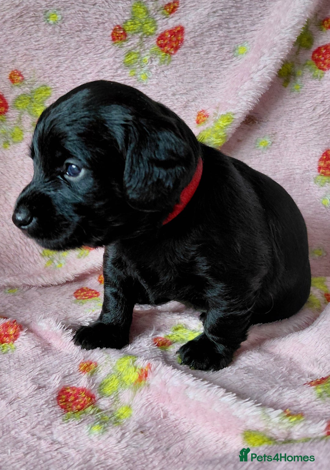 Mixed Breed dogs for sale: Doxiepoo =dachshund x poodle - Advert 3