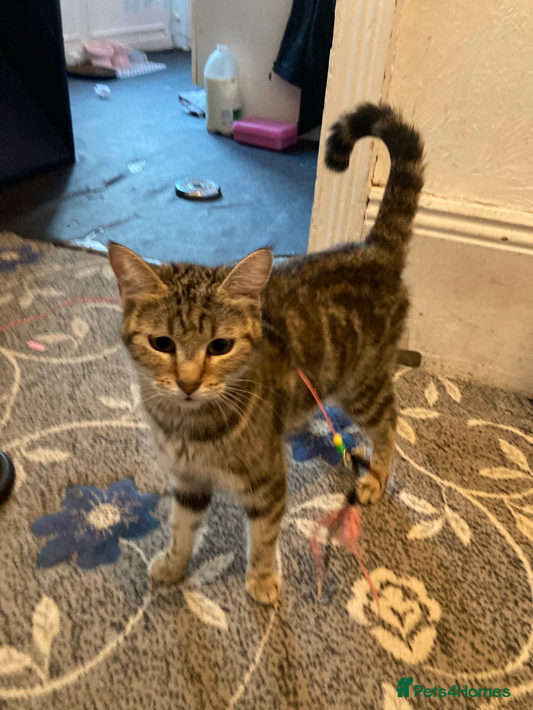European cats for sale: 4 Cute & Cuddly Kittens Ready For Forever Home - Image 38