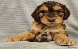 Cockapoo dogs for sale: Chocolate sable Cockapoo puppies - Image 10