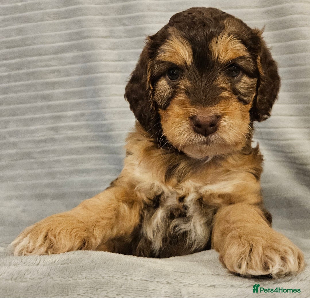 Cockapoo dogs for sale: Chocolate sable Cockapoo puppies - Image 10
