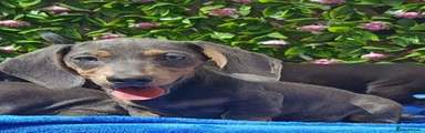 Miniature Dachshund 9