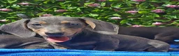 Miniature Dachshund dogs for sale: 🌈 BEAUTIFUL “RAINBOW” DACHSHUND LITTER 🌈 - Advert 15