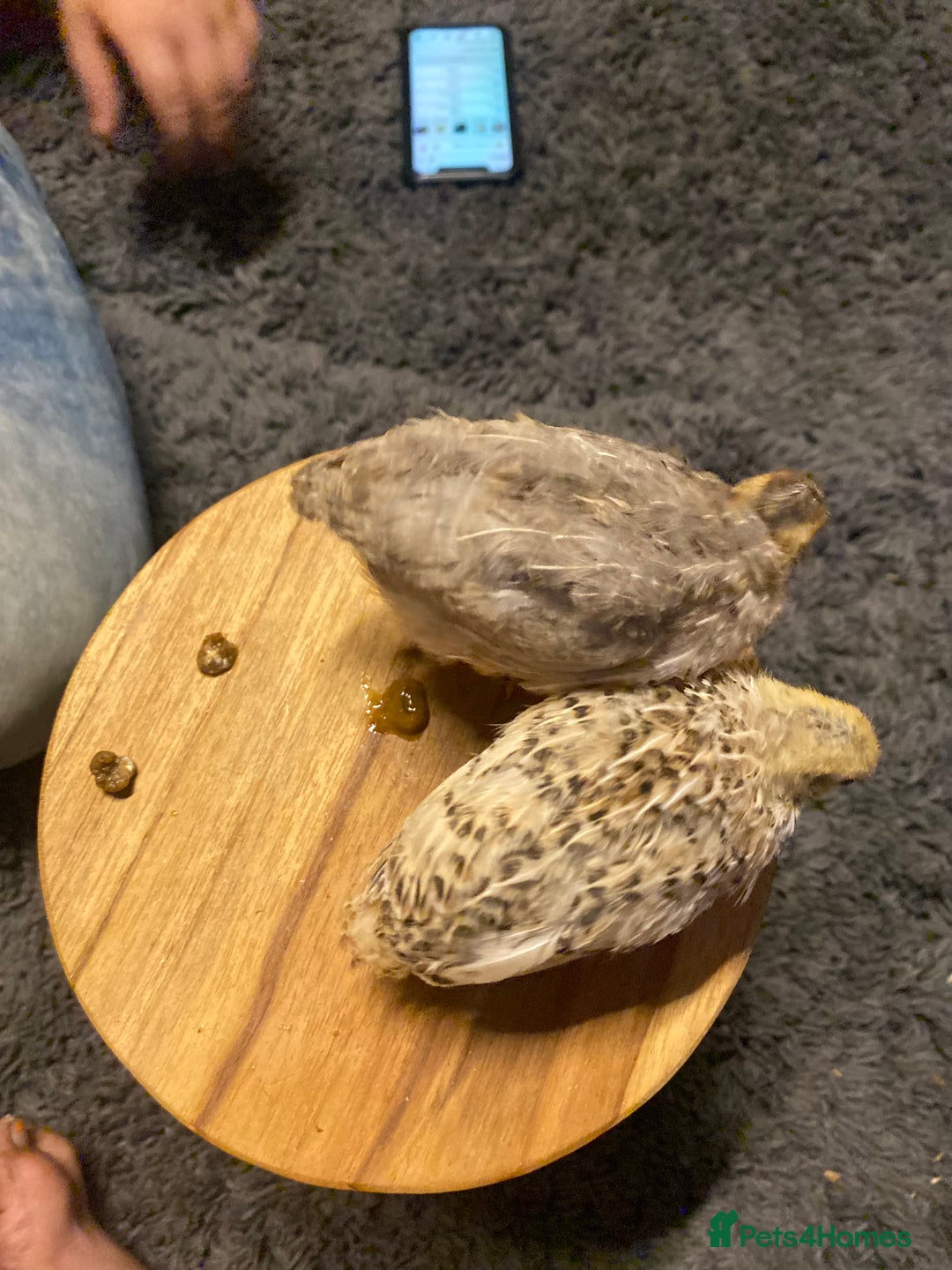 Quail poultry for sale: Beautiful coturnix, CPQ and bobwhite quails - Image 8
