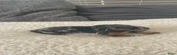 Miniature Dachshund dogs for sale: 5 Miniature Daschund Boys - Advert 18
