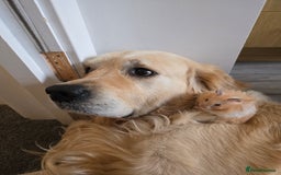 Golden Retriever dogs for sale: 🐾 Golden Retriever Puppies – Ready in December 🐾 - Image 9