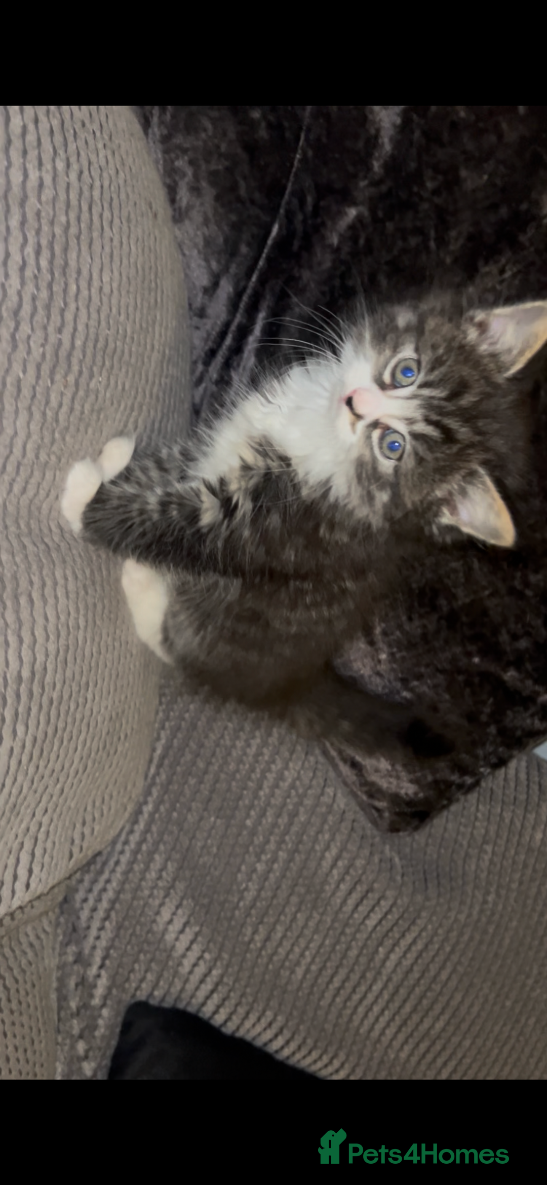 Mixed Breed cats for sale: Ragdoll x maincoon  - Advert 5