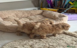 Cockapoo dogs for sale: stunning litter of cockapoo puppies  - Image 5