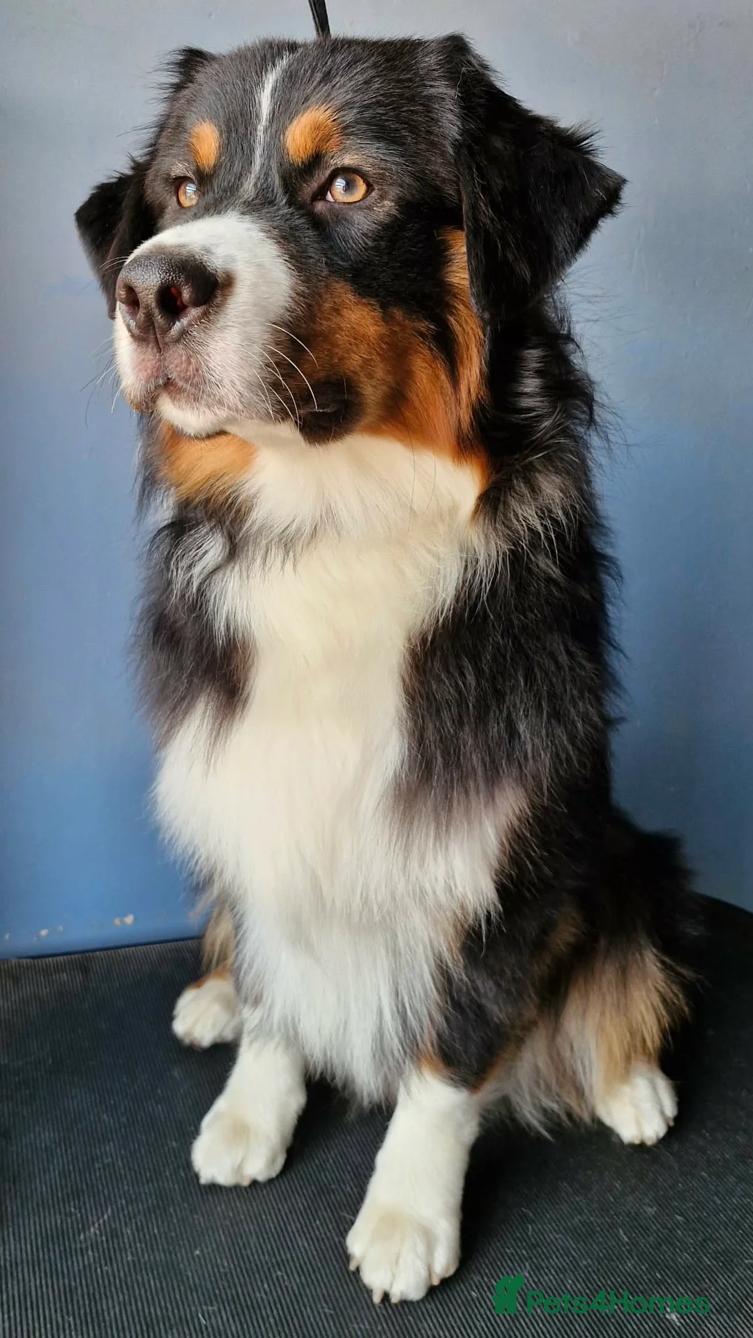 Australian Shepherd dogs for sale: Australian Shepherd Male - Advert 5