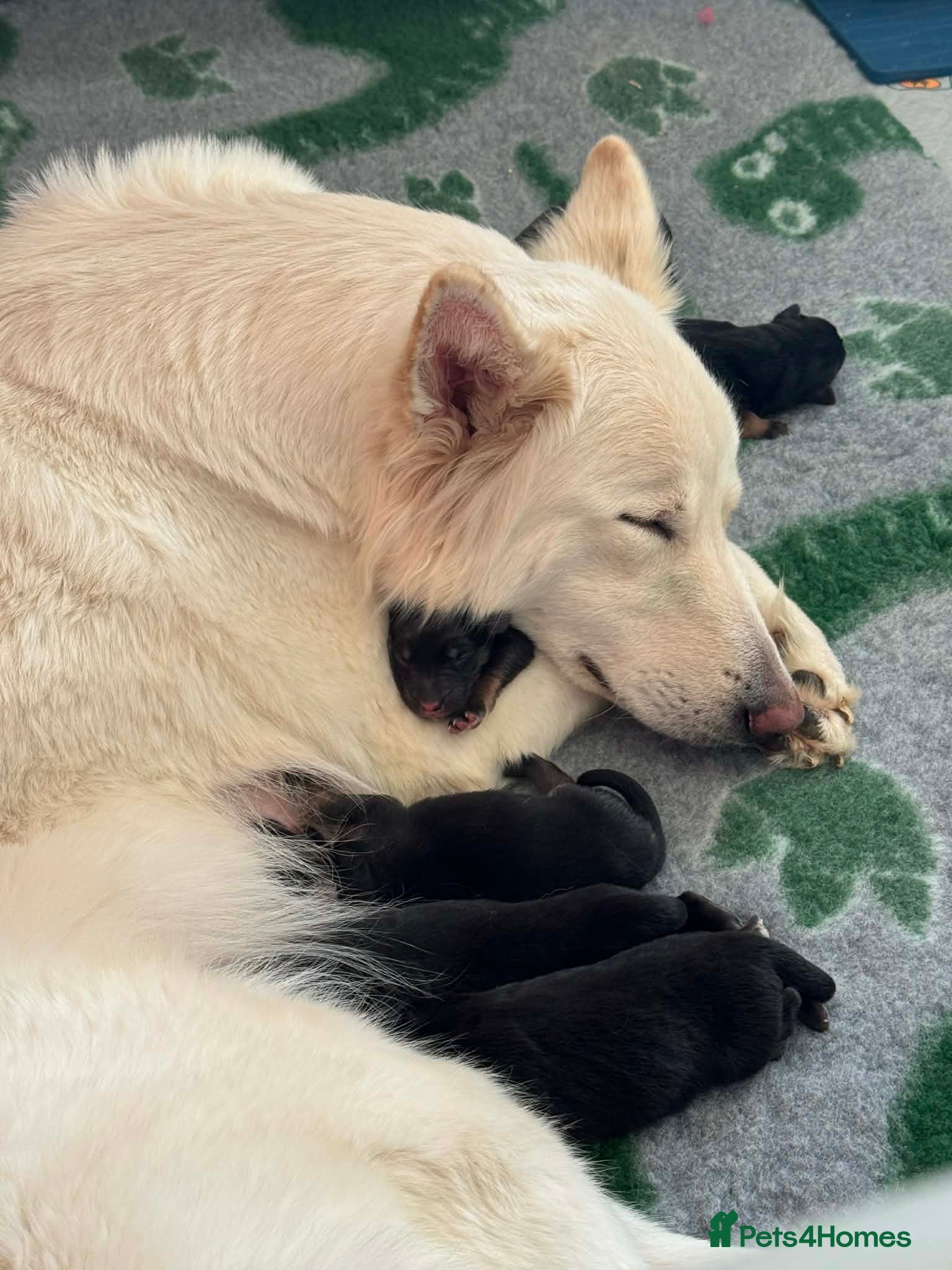 German Shepherd dogs German shepherd puppies - Advert 1