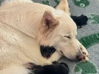 German Shepherd dogs German shepherd puppies - Advert 1