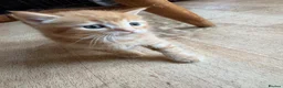 Mixed Breed cats for sale: 5 gorgeous kittens  - Advert 5