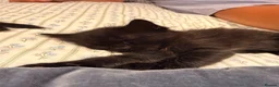 Mixed Breed cats for sale: Beautiful cocoa boy cat for sale  - Advert 7