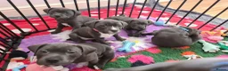 Staffordshire Bull Terrier dogs for sale: PUPPIES SOLD ! - Advert 5