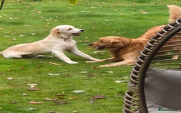 Golden Retriever dogs for sale: Golden retriever 10 months old - Advert 8