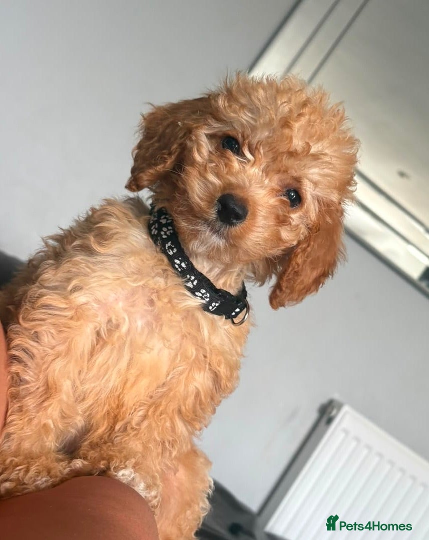 Cockapoo dogs F1b Cockapoo  - Advert 7