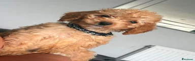 Black collar 