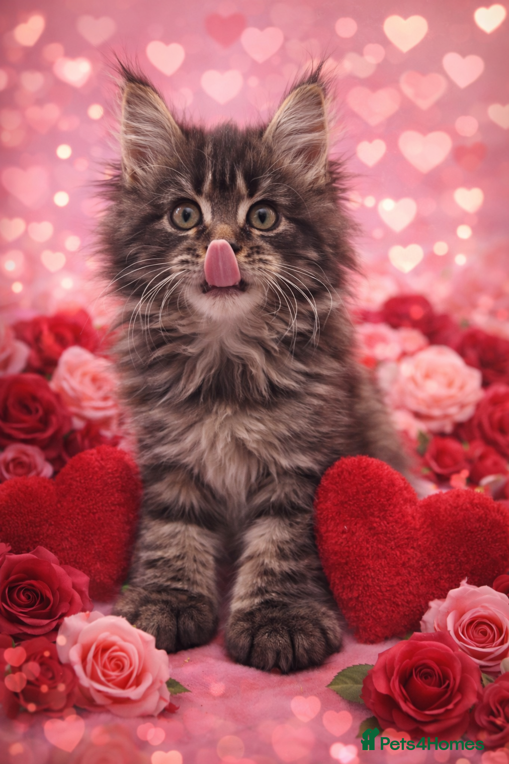 Maine Coon cats Stunning MaineCoon Kittens 😍 - Advert 1