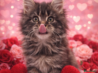 Maine Coon cats Stunning MaineCoon Kittens 😍 - Advert 4