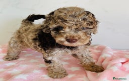Cockapoo dogs for sale: Unique & stunning full DNA tested Cockapoo puppies - Image 14