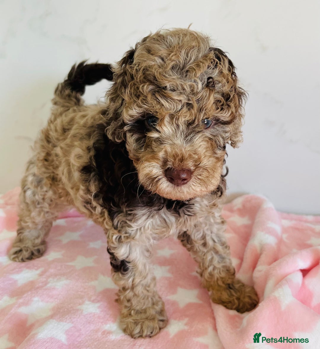 Cockapoo dogs for sale: Unique & stunning full DNA tested Cockapoo puppies - Image 14