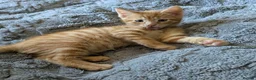 Domestic Shorthair cats for sale: 5 Ginger kittens - Advert 19