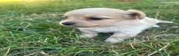 Mixed Breed dogs for sale: Beautiful pomjacks for sale - Advert 11