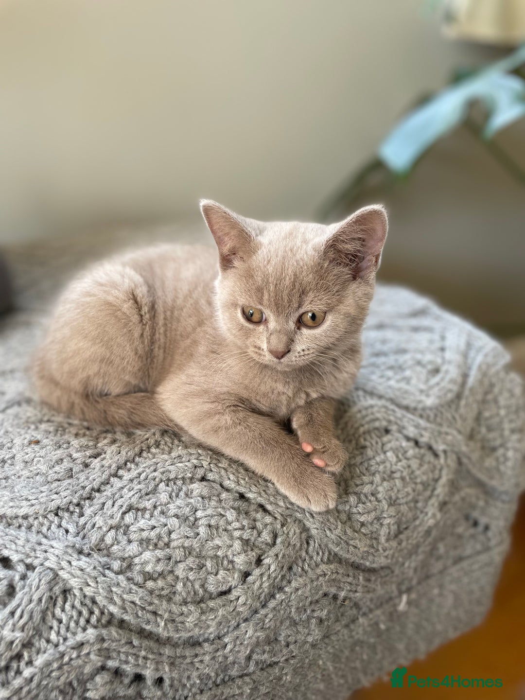 British Shorthair cats for sale: One beautiful lilac boy looking for a new home - Image 5