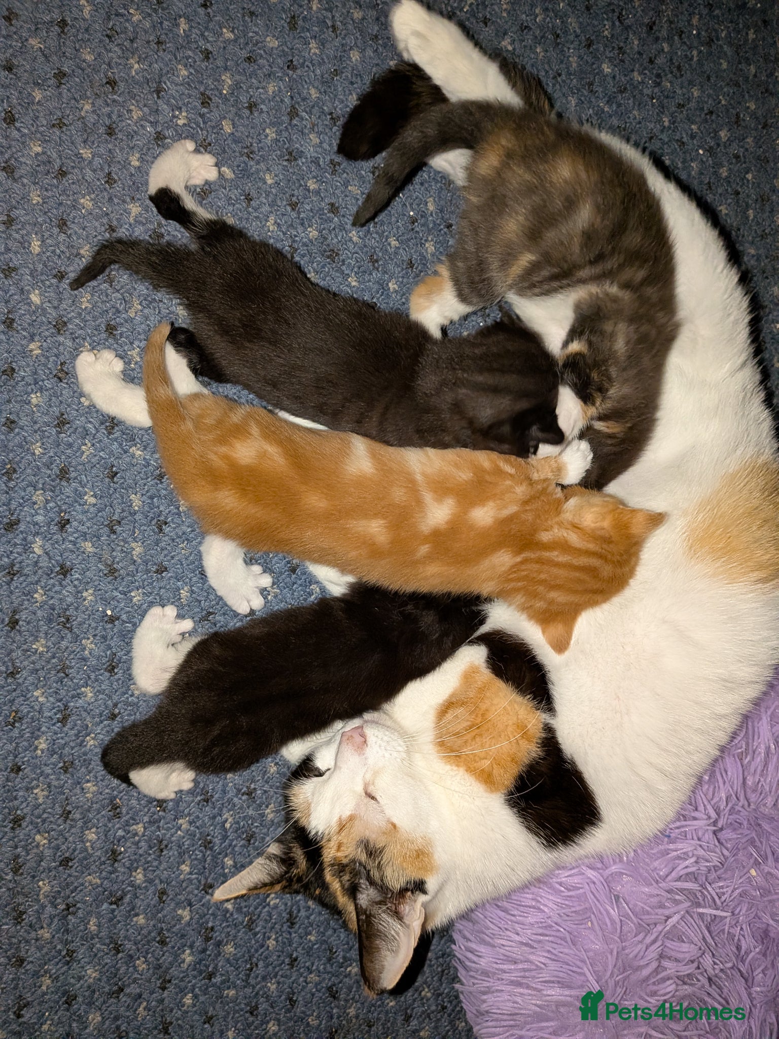 Mixed Breed cats Beautiful domestic x ragdoll kittens  - Advert 5