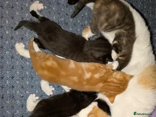 Mixed Breed cats Beautiful domestic x ragdoll kittens - Advert 1