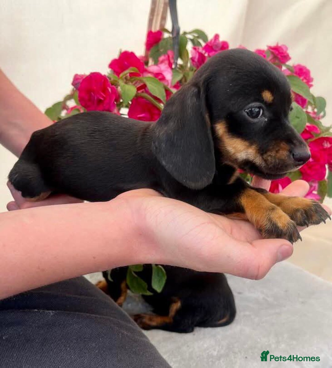 Dachshund dogs for sale: Dachshund  - Image 12