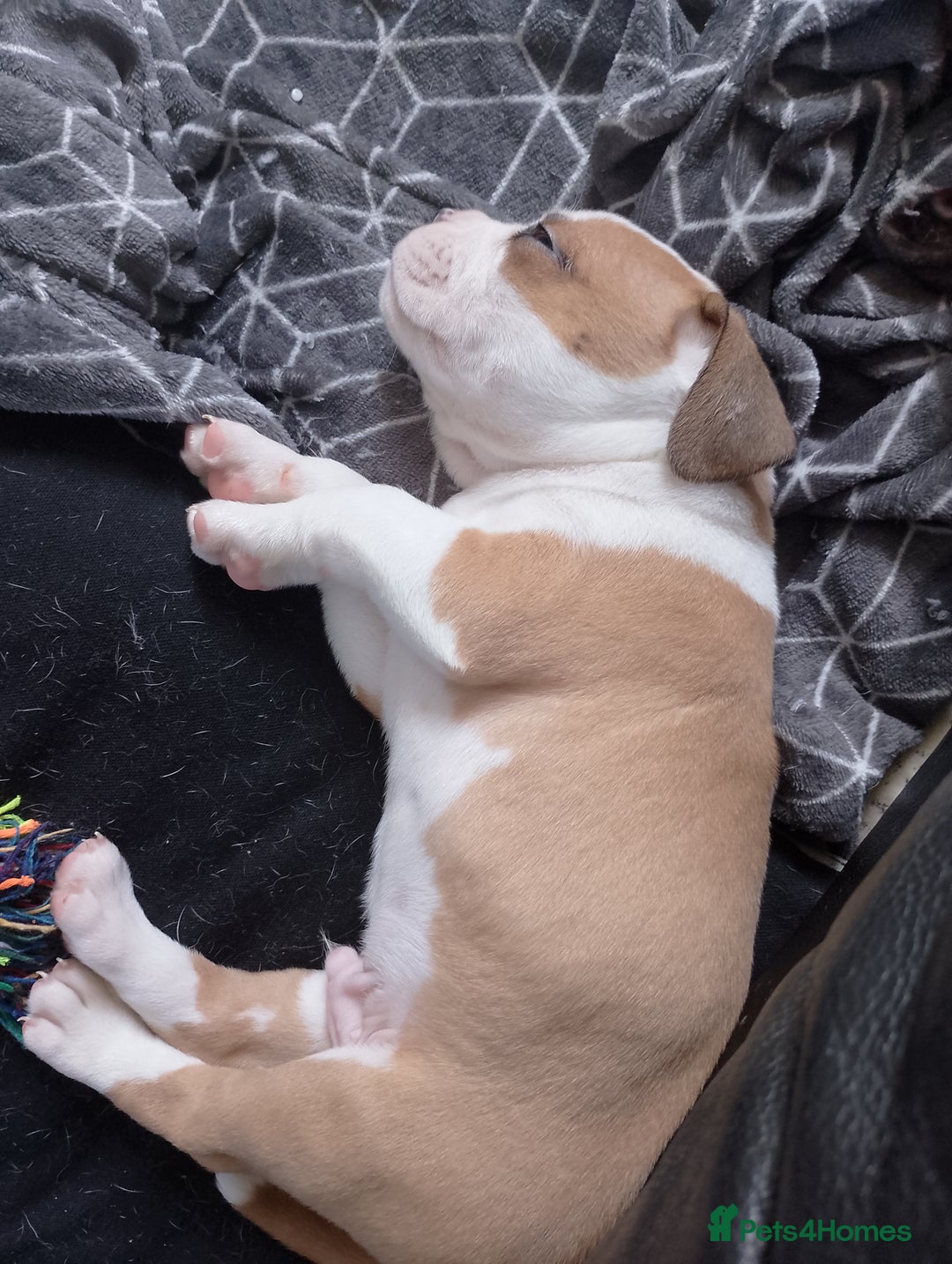 Mixed Breed dogs for sale: Beautiful Big Old Thyme bulldog x Staffy Pups  - Image 4