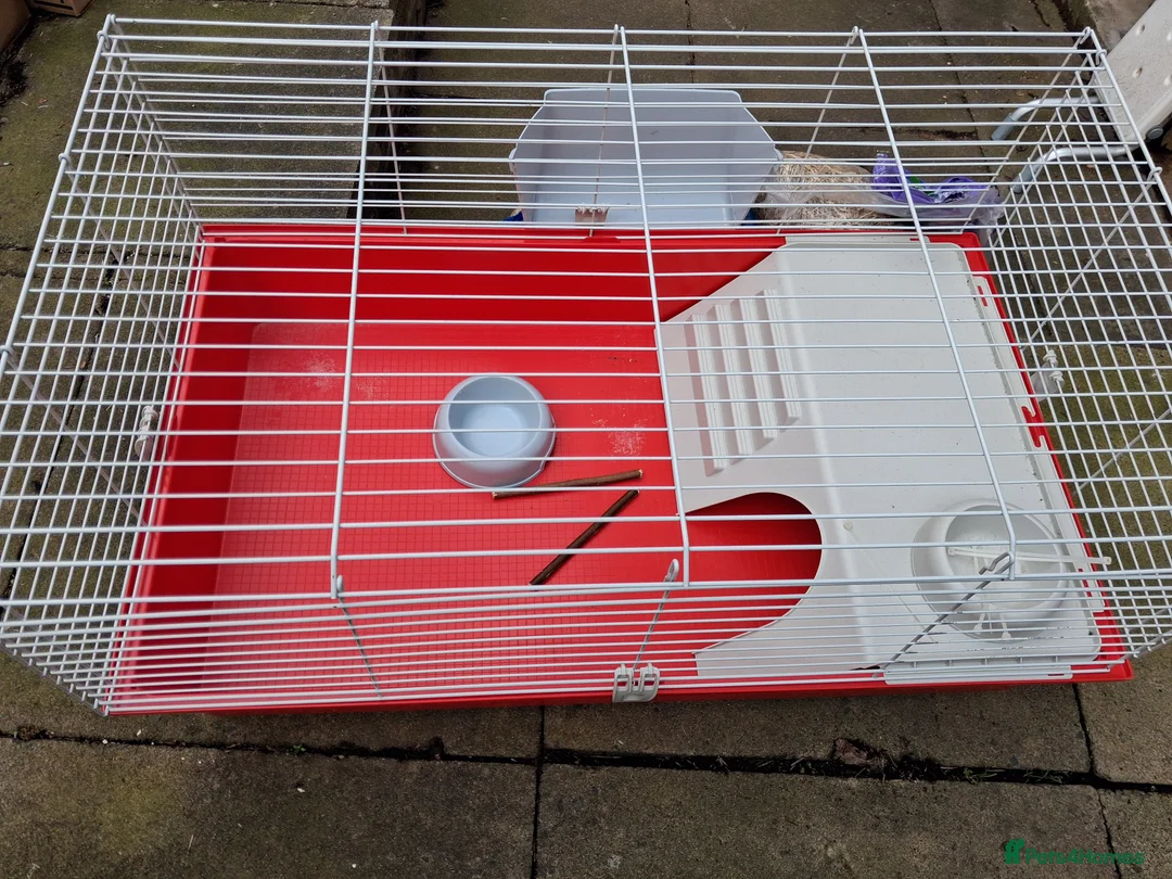 Mini Lop rabbits for sale: Mini lops in Leicester - Advert 2
