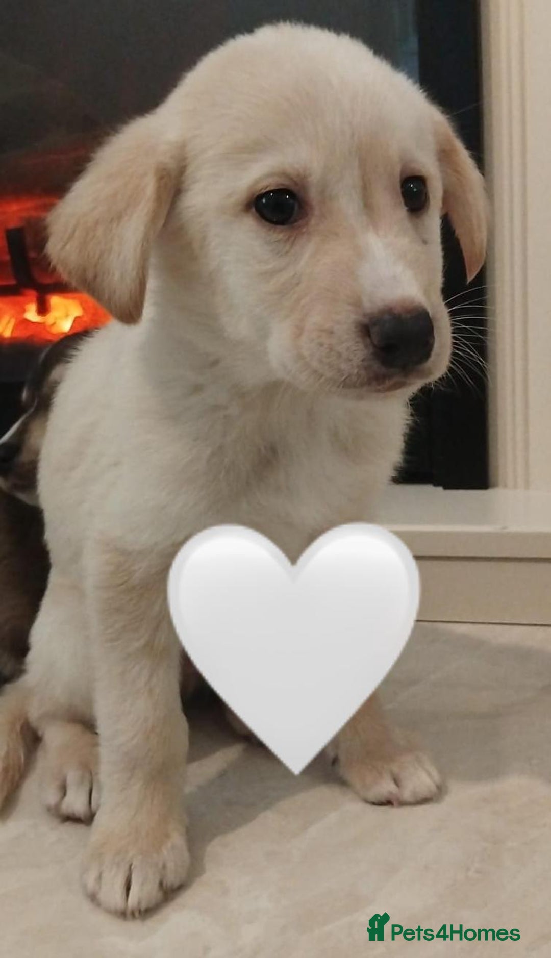 Siberian Husky dogs for sale: Husky Puppies  - Image 6