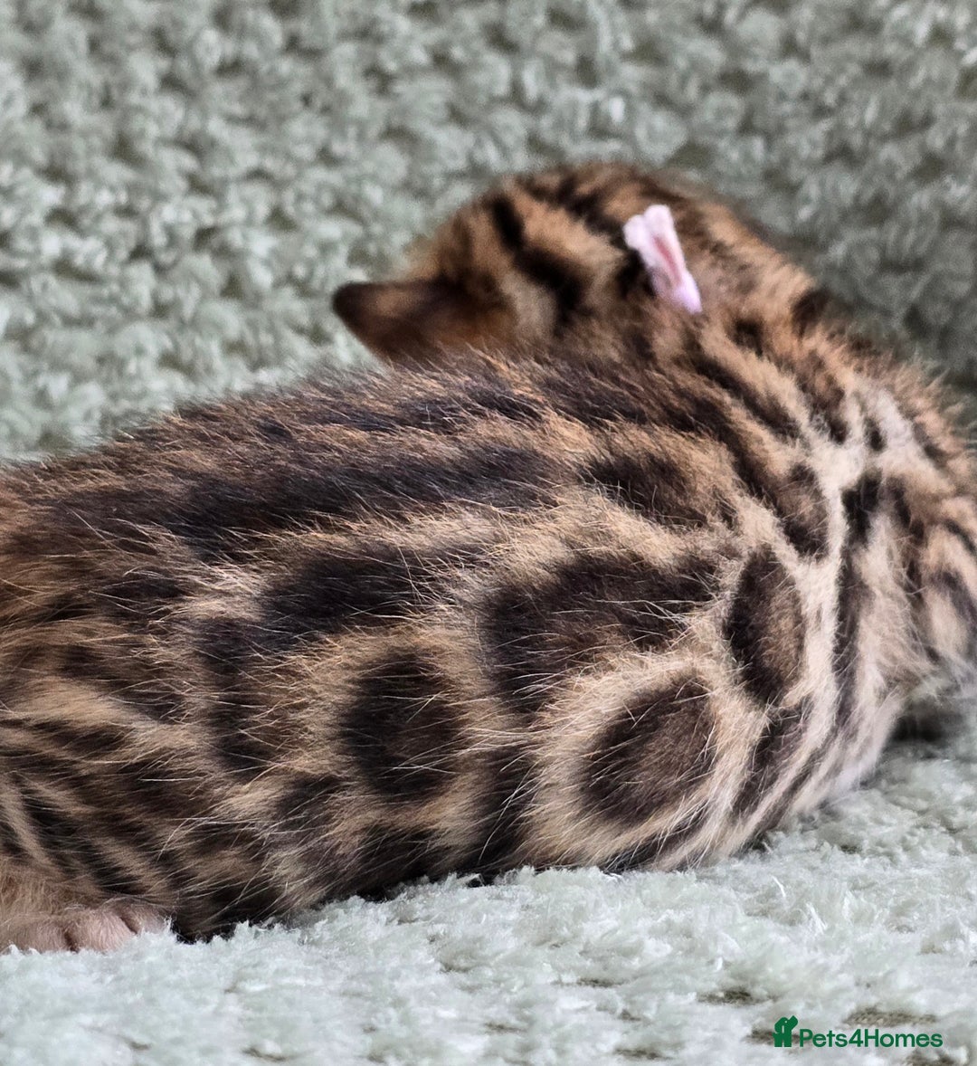 Bengal cats for sale: TICA Champion bengal kittens ready for reservation - Image 9