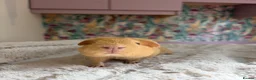 Guinea Pig rodents for sale: 🐹 Guinea Pigs Looking for Loving Homes - Advert 5
