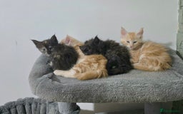 Maine Coon cats for sale: Beautiful White Maine Coon Female Cat - Advert 1