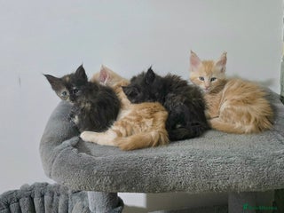 Maine Coon cats Beautiful White Maine Coon Female Cat - Advert 1