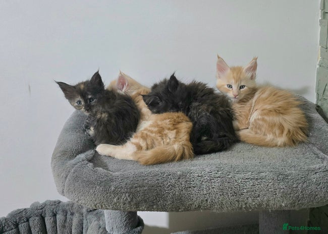 Maine Coon cats Beautiful White Maine Coon Female Cat - Advert 1