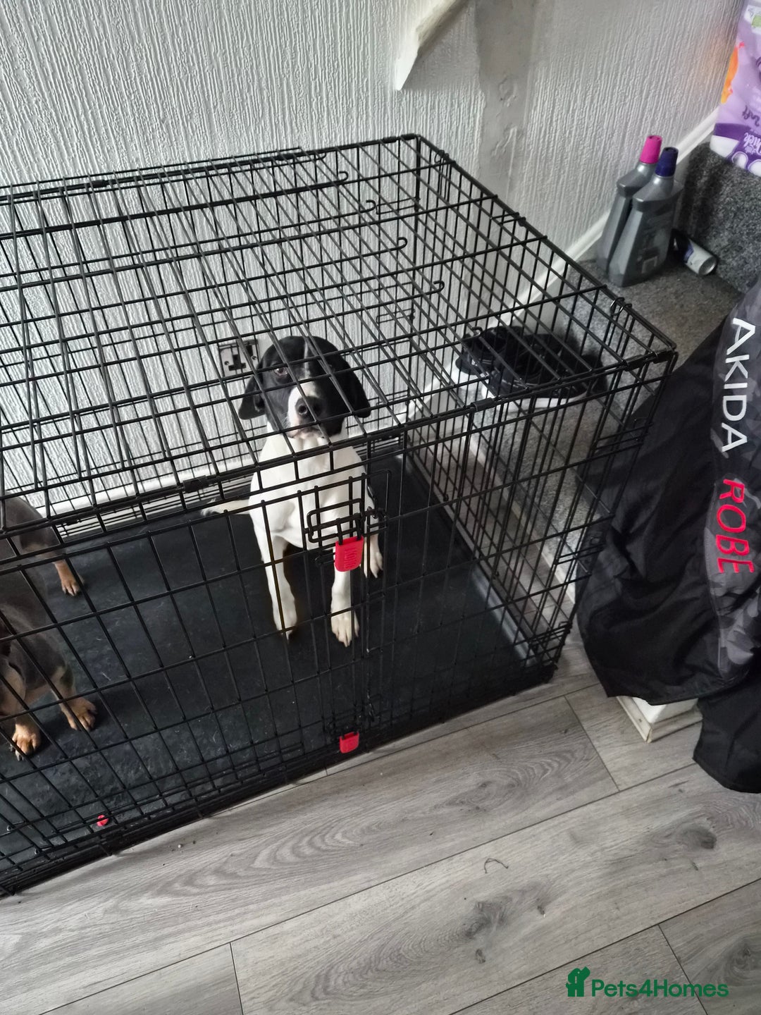 Mixed Breed dogs for sale: English pointer  - Advert 1