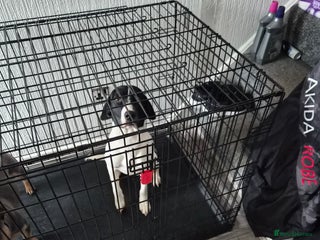 Mixed Breed dogs English pointer - Advert 1