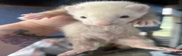 Ferret rodents for sale: Ferret kits - Advert 3