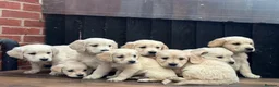 Golden Retriever dogs for sale: *OUTSTANDING* Golden Retriever Puppies  - Advert 13