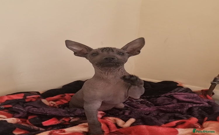 Mexican Hairless dogs - Advert 1