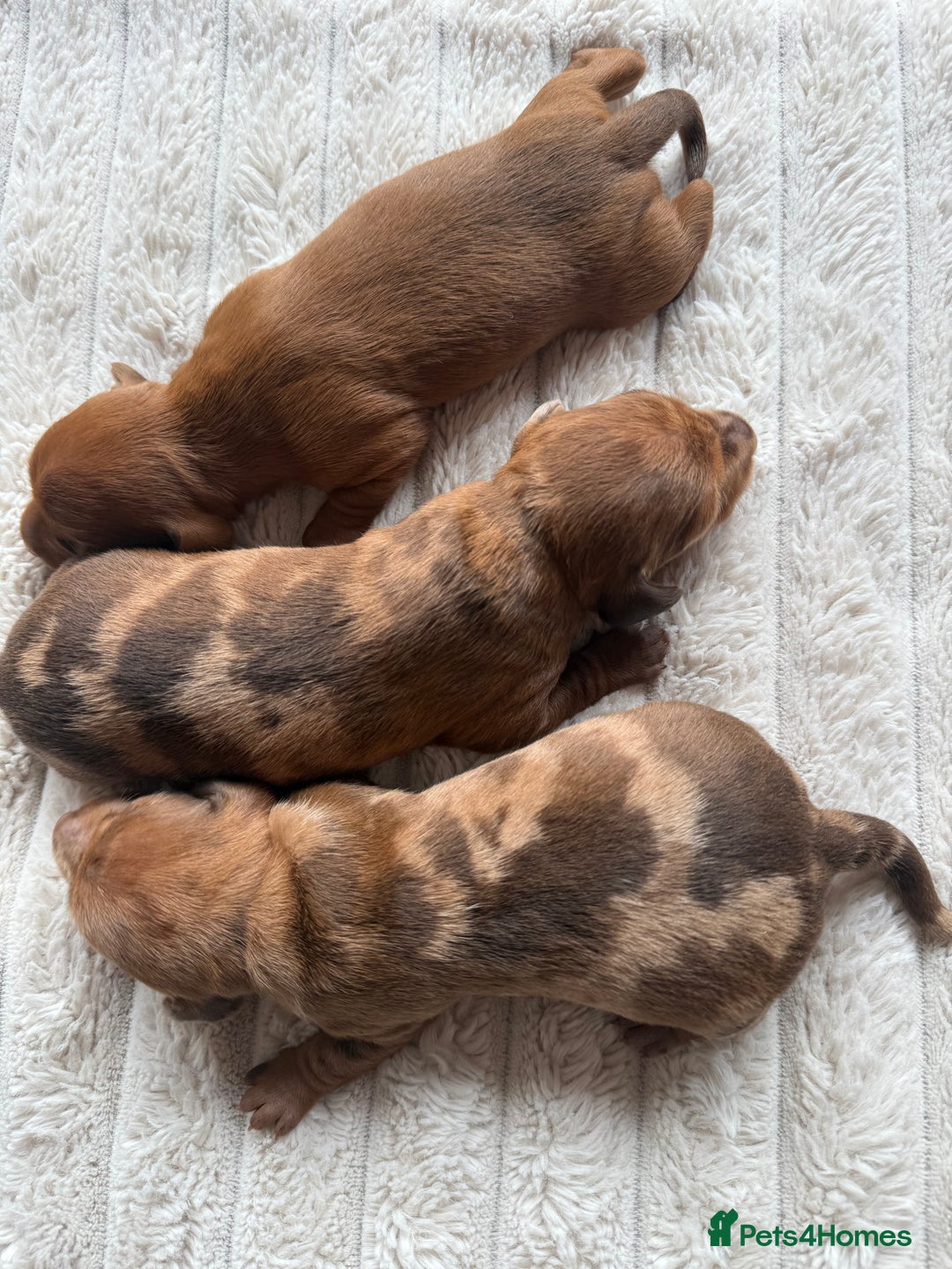 Mixed Breed dogs for sale: Beautiful 3/4 dachshund puppies - Image 3