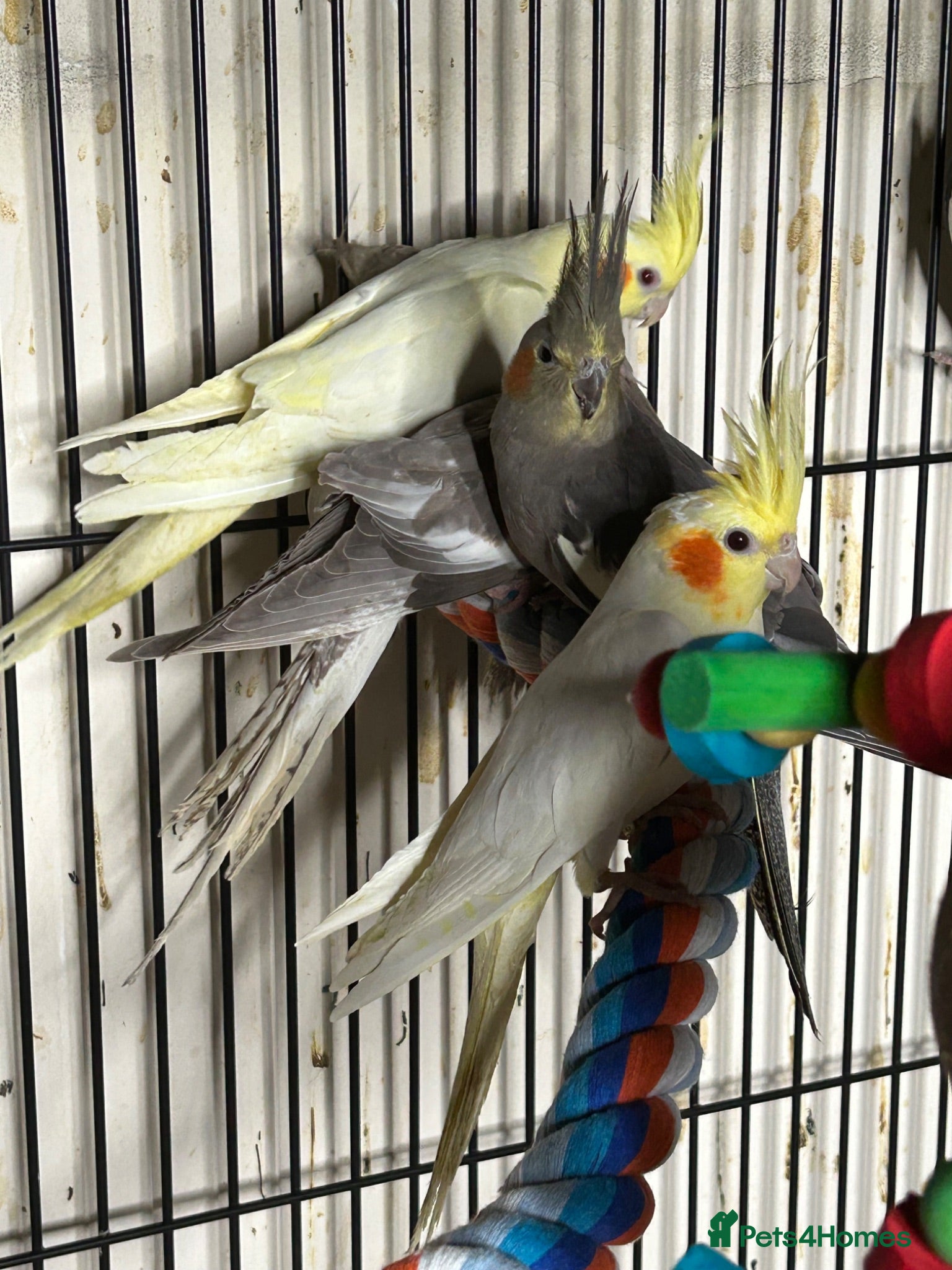 Cockatiels birds Stunning Various Young Cockatiels - Advert 5