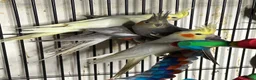 Cockatiels birds for sale: Stunning Various Young Cockatiels - Advert 1