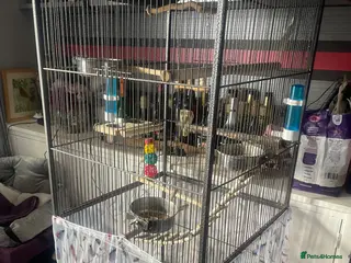 Cockatiels birds Large bird cage - Advert 10
