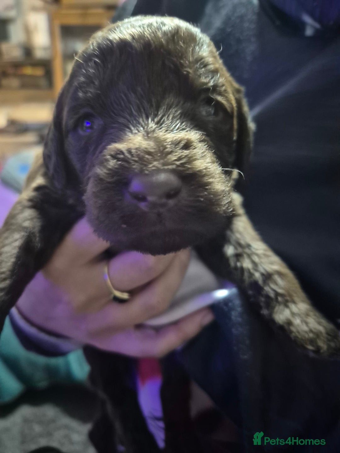 Mixed Breed dogs for sale: Labrador German shepherd - Advert 2