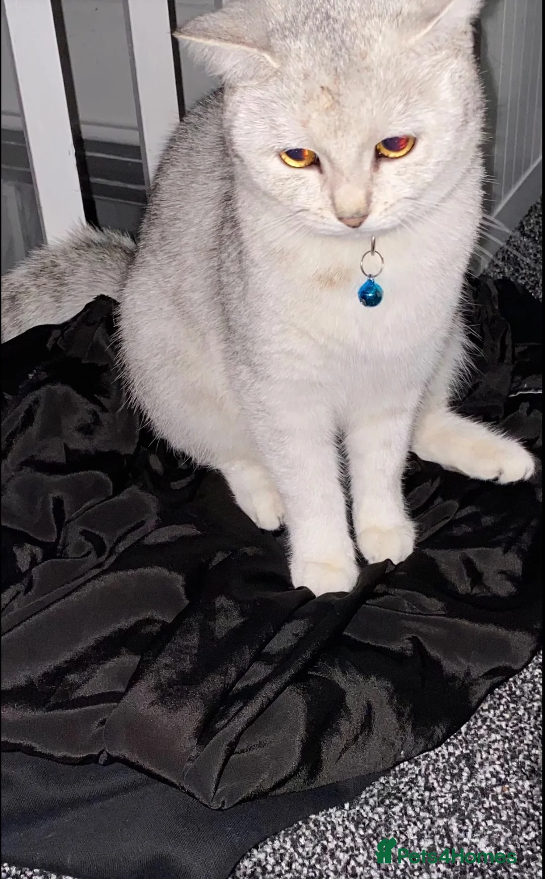 British Shorthair cats for sale: British short haired x babies  - Advert 2
