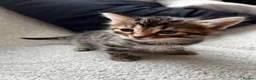 Bengal cats for sale: Beautiful Half Bengal Kittens - Ready Soon - Advert 8